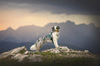Australian Shepherd