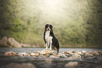 Australian Shepherd
