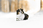 Australian Shepherd