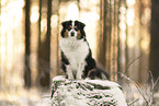 Australian Shepherd