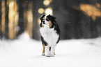Australian Shepherd