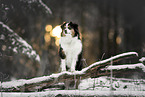 Australian Shepherd