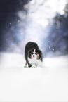 Australian Shepherd