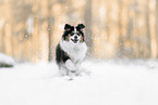 Australian Shepherd