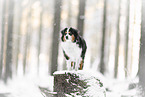 Australian Shepherd