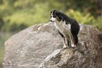 Australian Shepherd