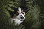 Australian Shepherd