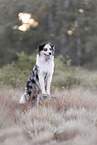 Australian Shepherd
