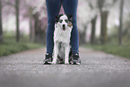 Australian Shepherd