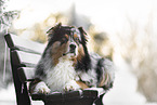 Australian Shepherd