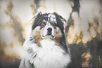 Australian Shepherd