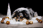 Australian Shepherd