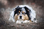 Australian Shepherd