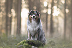 Australian Shepherd