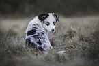 Australian Shepherd