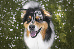Australian Shepherd