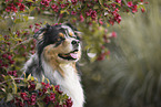 Australian Shepherd