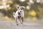 Australian Shepherd