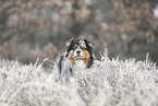 Australian Shepherd