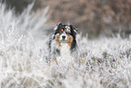 Australian Shepherd