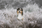 Australian Shepherd