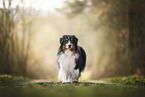Australian Shepherd