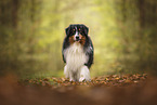 Australian Shepherd