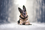 German Shepherd