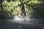 German Shepherd