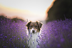 red-tri Australian Shepherd