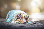 Australian Shepherd