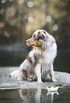 Australian Shepherd