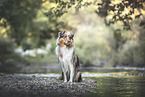 Australian Shepherd
