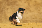 Australian Shepherd