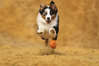 Australian Shepherd