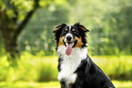 Australian Shepherd