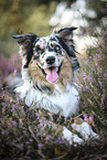 blue-merle Australian Shepherd