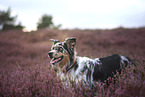 blue-merle Australian Shepherd