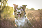 blue-merle Australian Shepherd