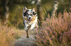 blue-merle Australian Shepherd