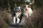 blue-merle Australian Shepherd
