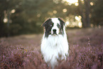 blue-merle Australian Shepherd