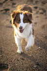 red-tri Australian Shepherd