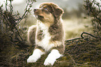red-tri Australian Shepherd