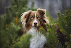 Australian Shepherd