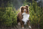 Australian Shepherd