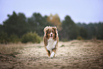 Australian Shepherd