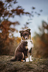 Australian Shepherd