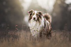 Australian Shepherd