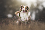 Australian Shepherd